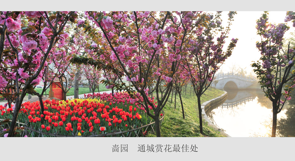 通城赏花最佳处 (6).jpg