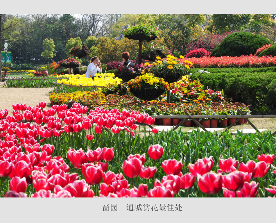 通城赏花最佳处 (7).jpg