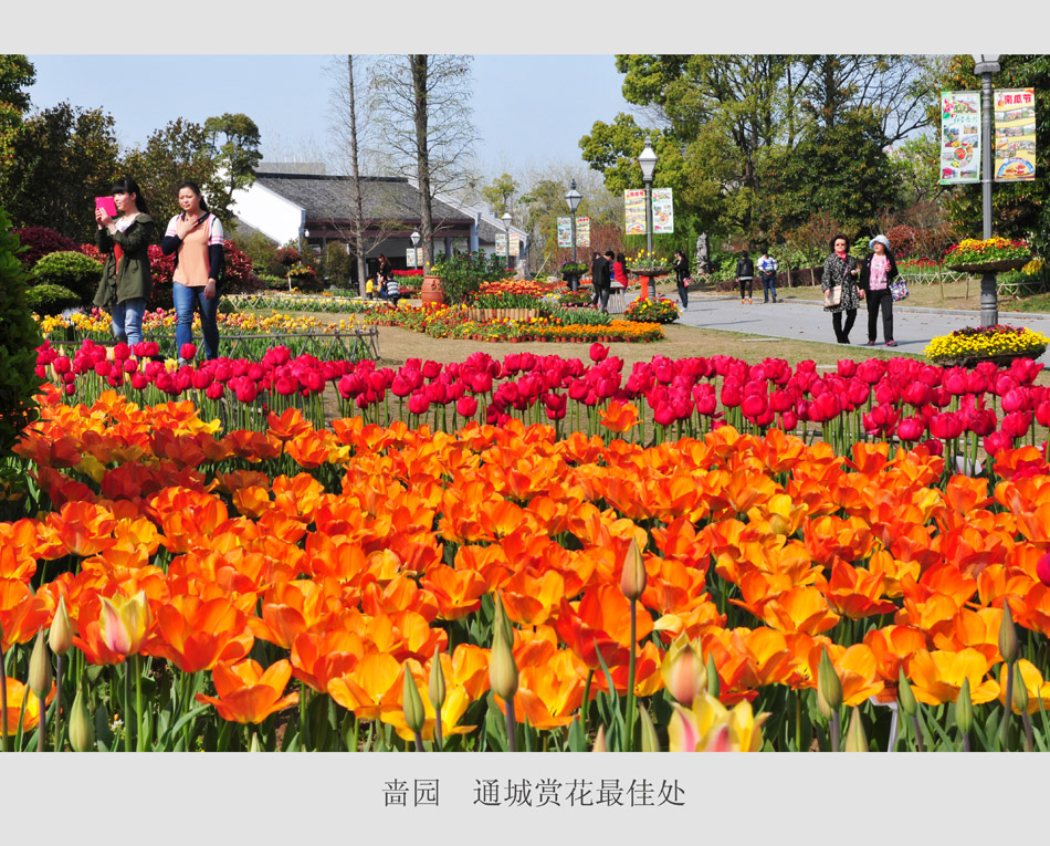 通城赏花最佳处 (8).jpg