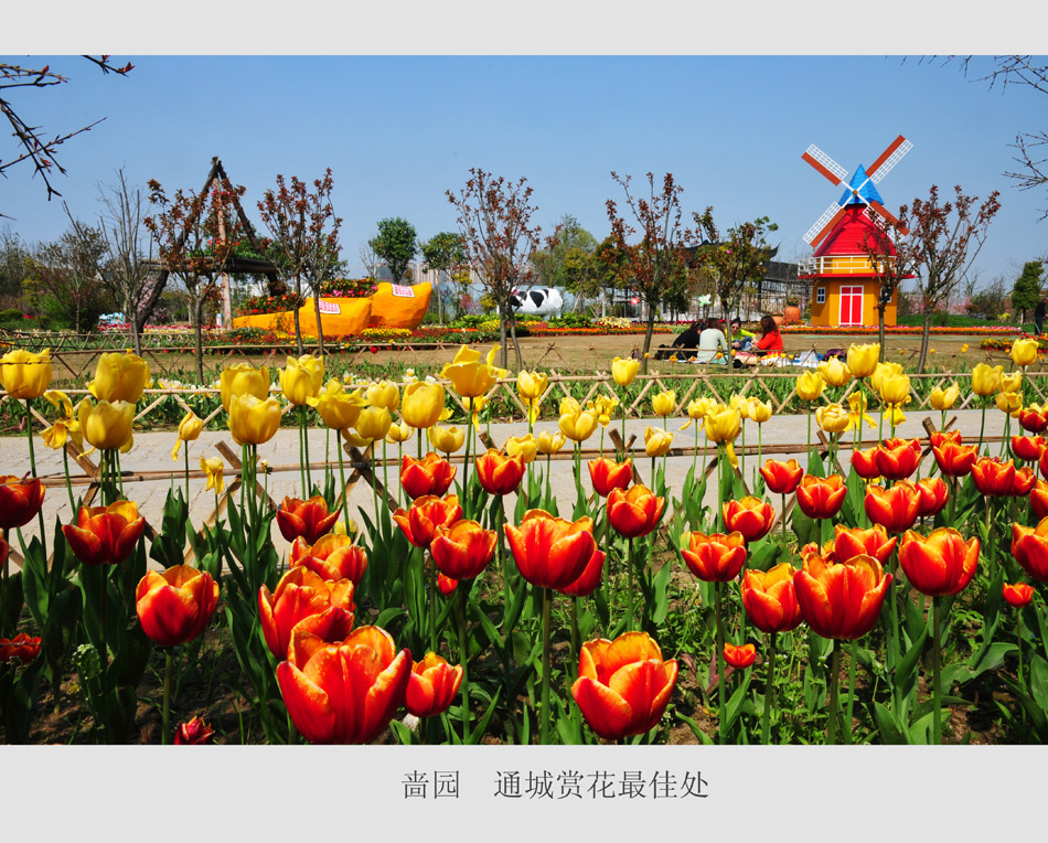 通城赏花最佳处(10).jpg