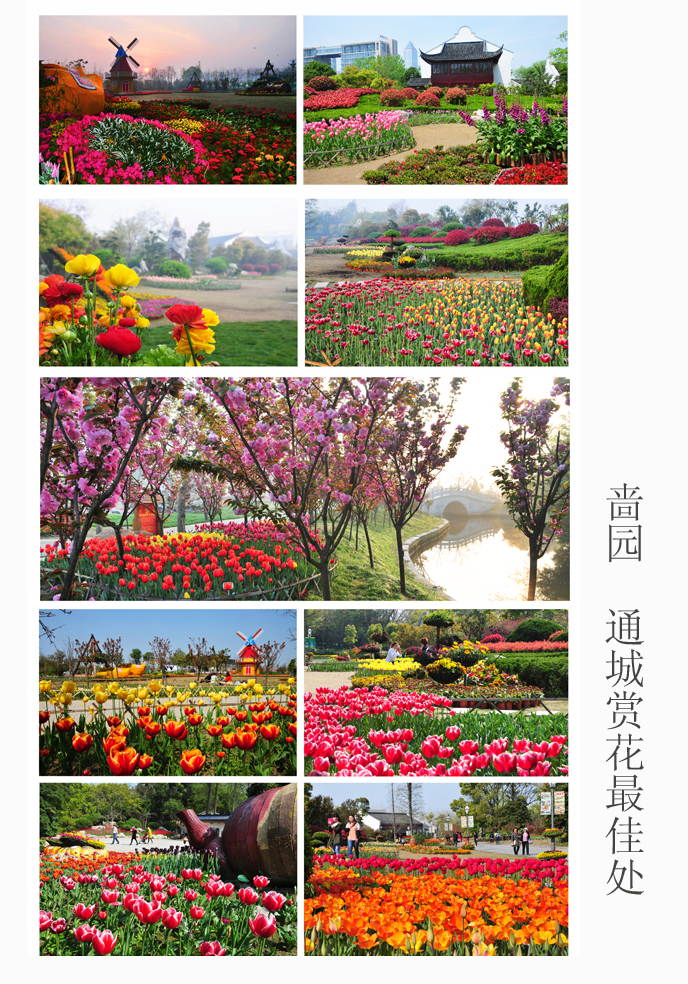 通城赏花最佳处 (1).jpg