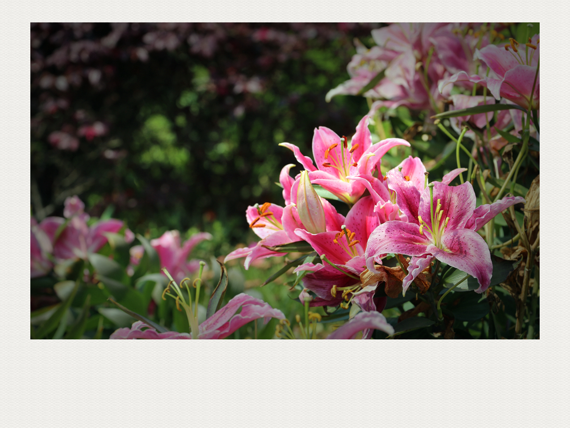 4F9A5441__  1024_940K.jpg