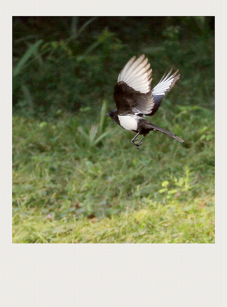 4F9A4659__ 1024. ..897K.jpg