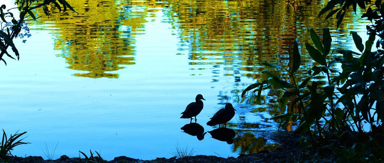 墨尔本皇家植物园