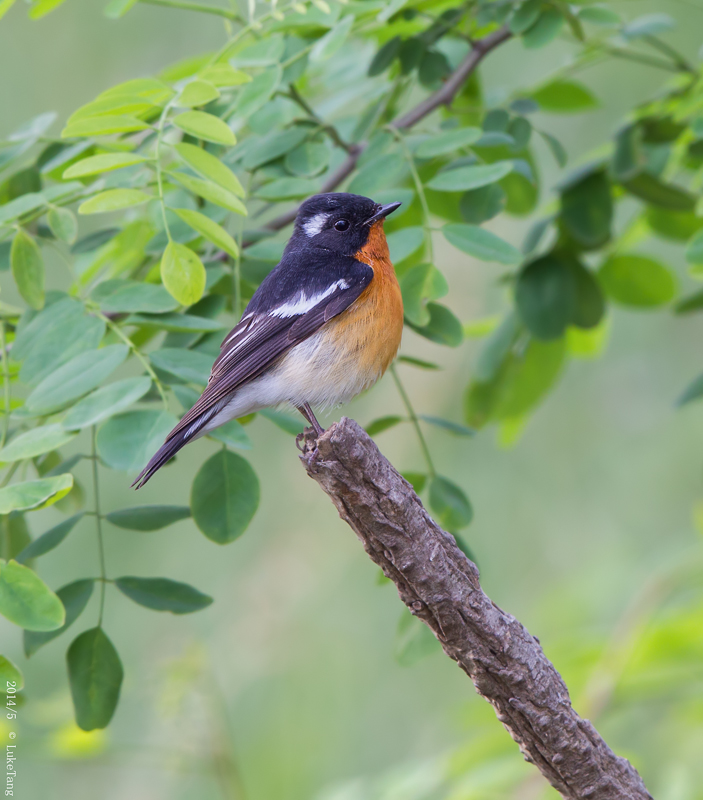 鸲姬鹟 Mugimaki Flycatcher.jpg