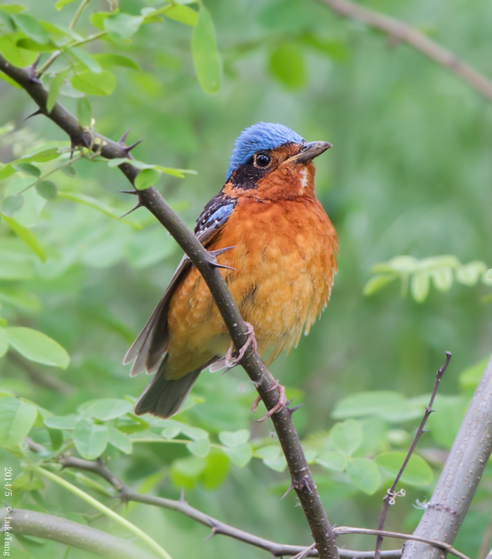 白喉矶鸫 White-throated Rock Thrush.jpg