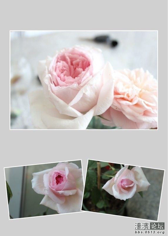 最喜欢的月季粉伍德