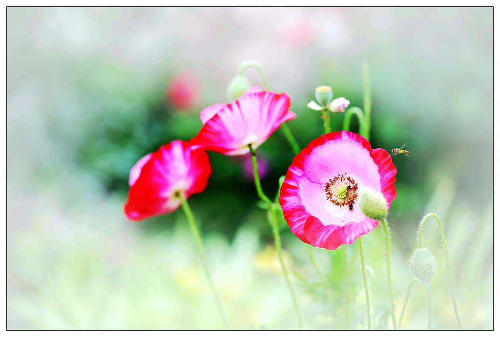 4F9A0232_ ... 916K.jpg