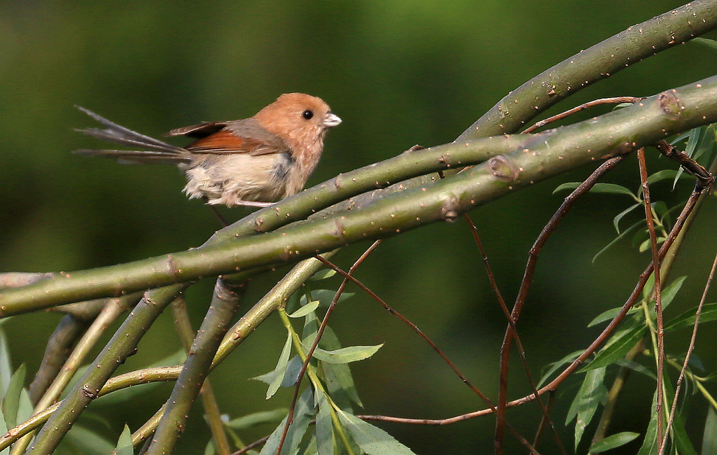 4F9A1549_ ...948K.jpg