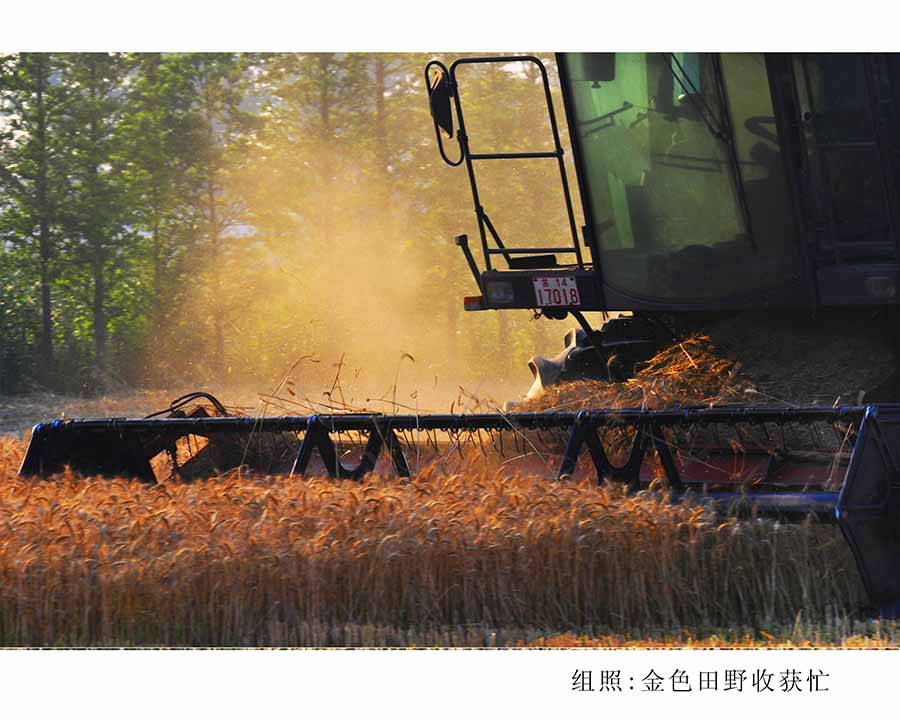 组照金色田野收获忙.1.jpg