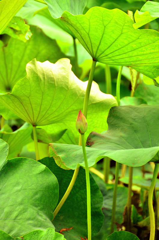 年年岁岁花相似