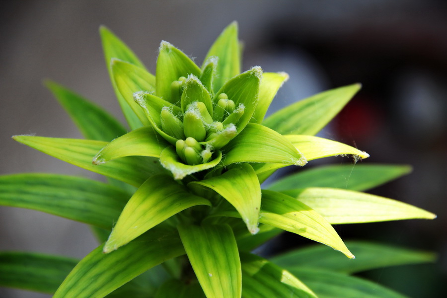 百合 (1)_调整大小.JPG