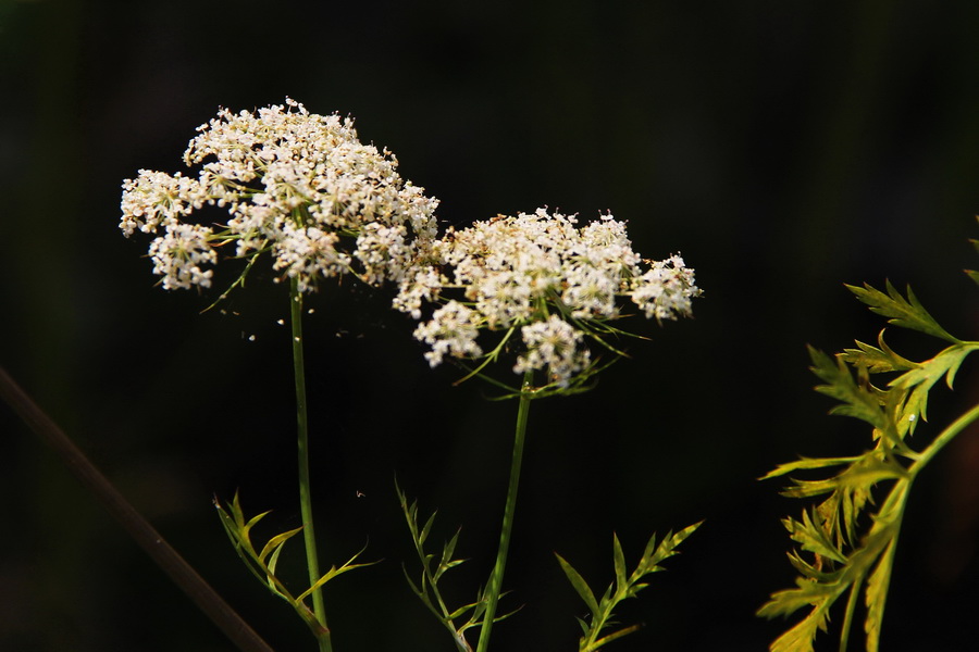 胡萝卜花 (3)_调整大小.JPG