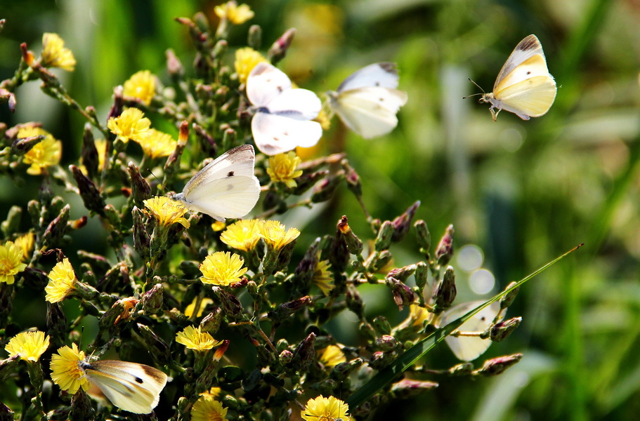 蝴蝶1  (2)_调整大小.JPG