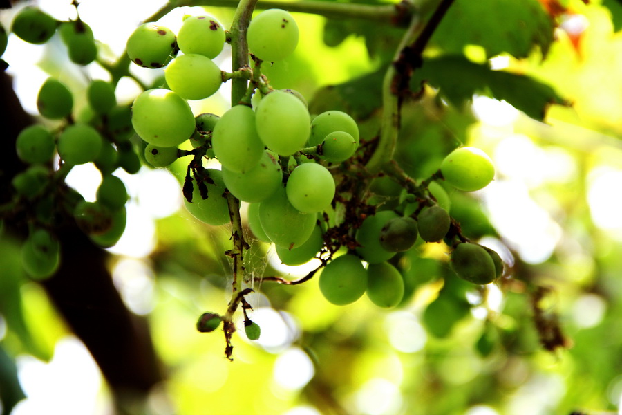葡萄_调整大小.JPG