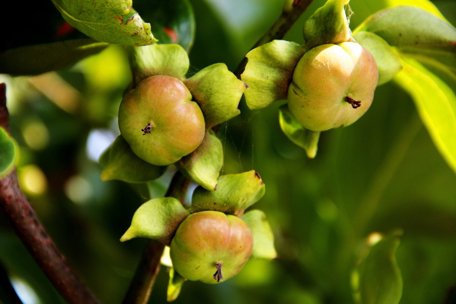 柿子 (1)_调整大小.JPG