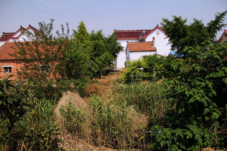 随拍 (11)_调整大小.JPG