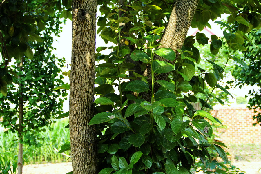 随拍 (7)_调整大小.JPG