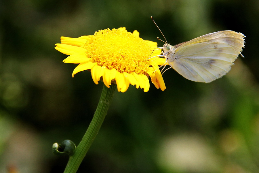 茼蒿花 (8)_调整大小.JPG