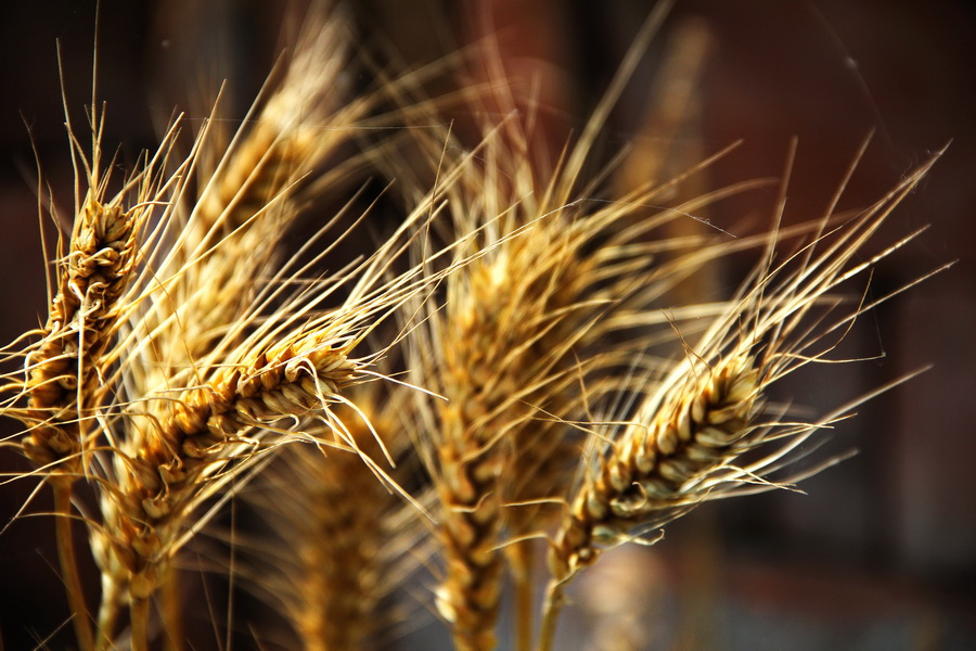 小麦 (1)_调整大小.JPG