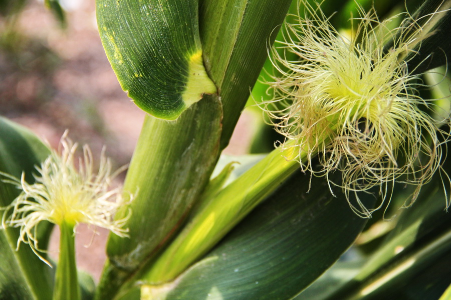 玉米 (4)_调整大小.JPG