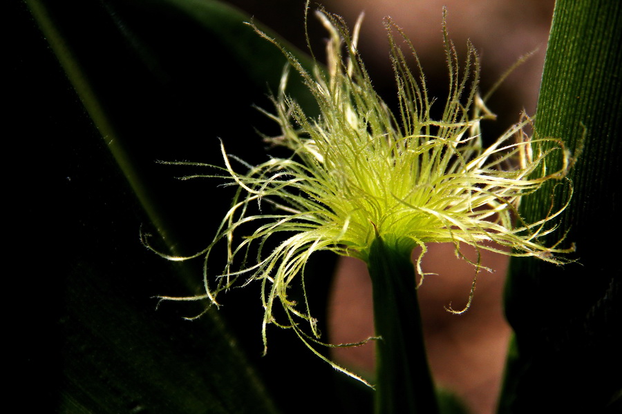 玉米 (5)_调整大小.JPG