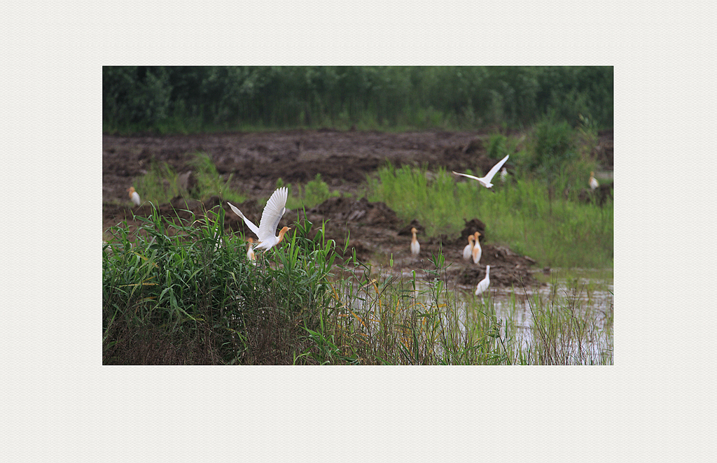 IMG_2411_ ..811k.jpg