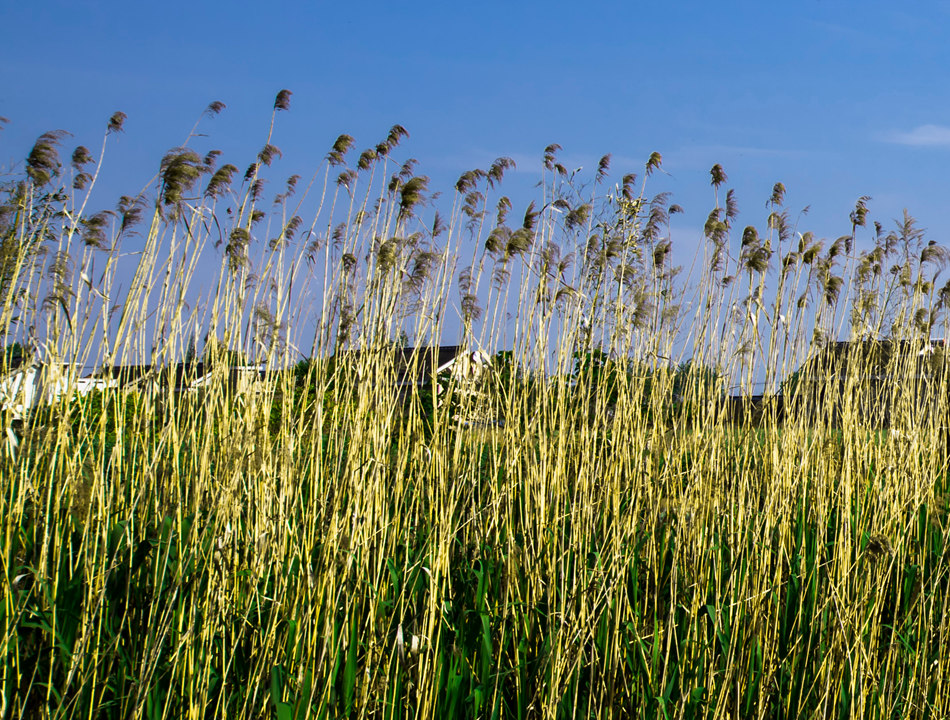 芦苇.jpg