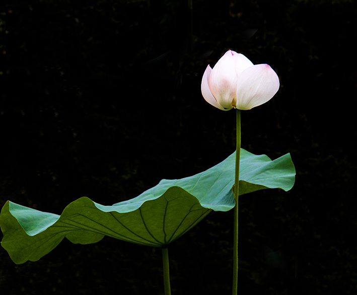 亭亭玉立的荷花与绿色的荷叶相伴