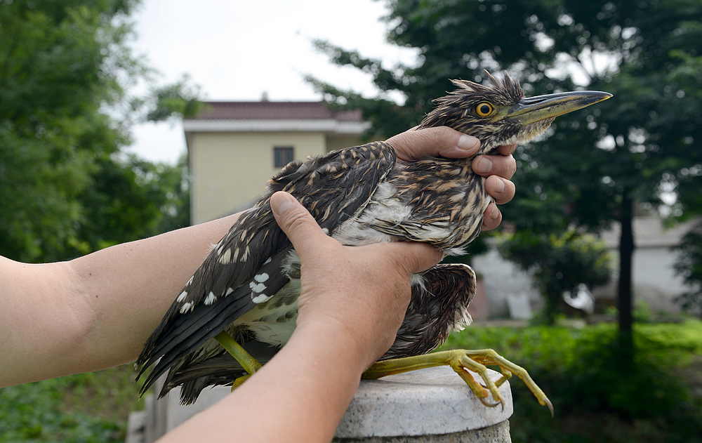 夜鹭放生1.jpg