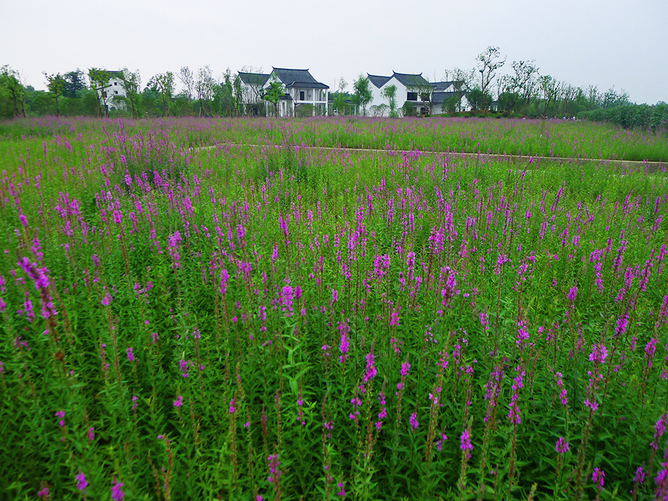狼山脚下新景靓  山村绿野好风光) (1).jpg