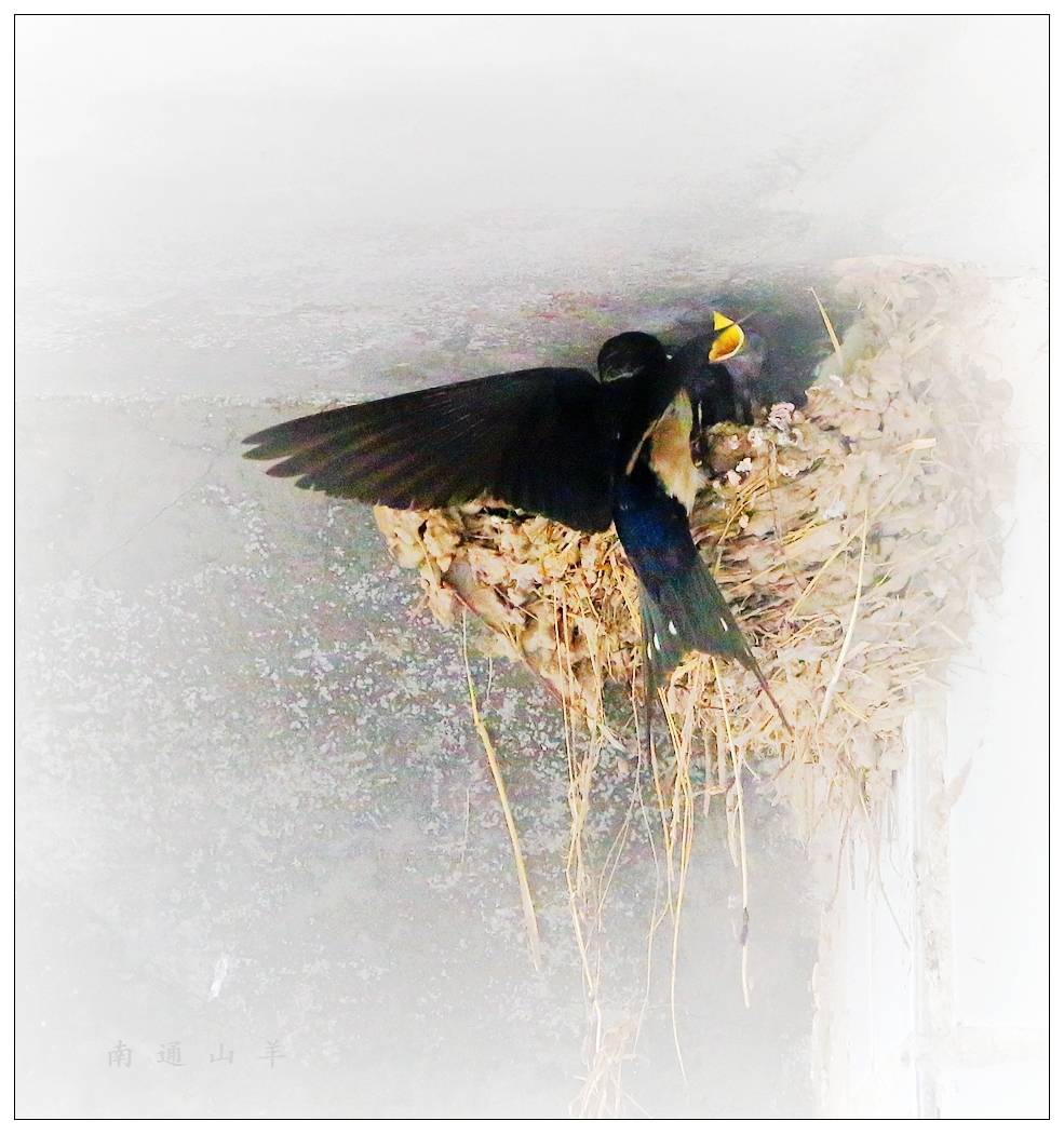 4F9A4528 ...799K..6.jpg