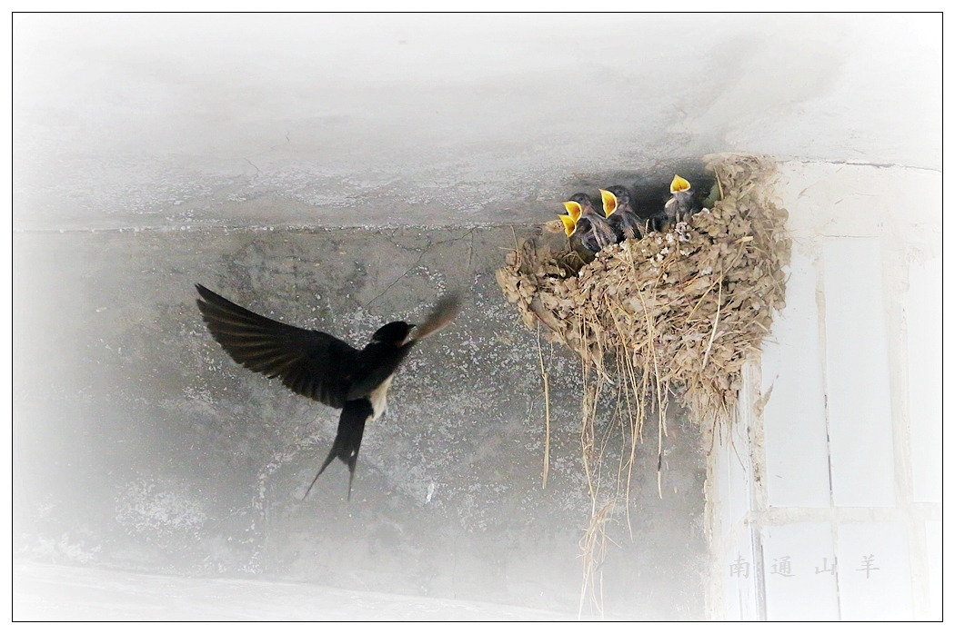 4F9A4573_ ...958K_8.jpg