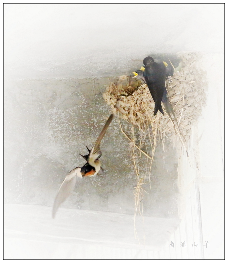 4F9A4858_ ...971k...16.jpg