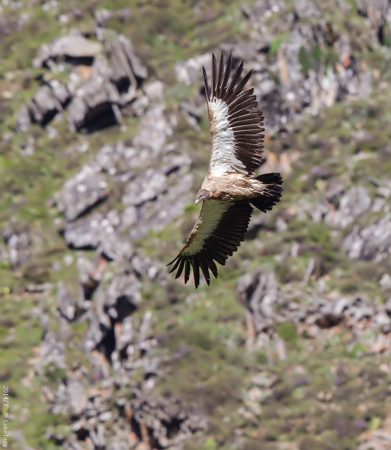 高山兀鹫 Himalayan Griffon.jpg