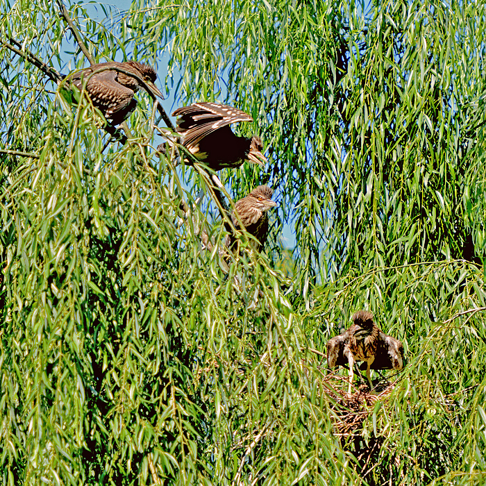 小夜鹭出窝了.jpg