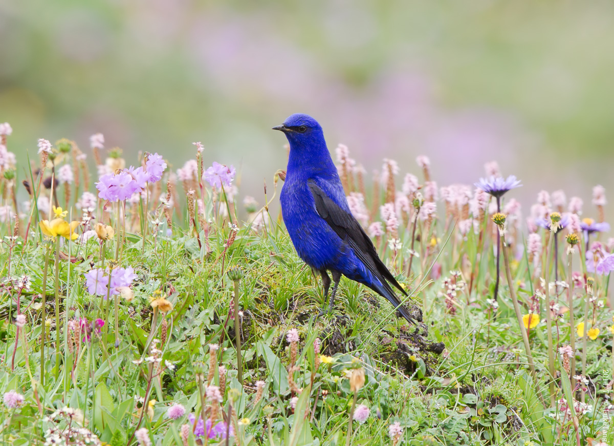 蓝大翅鸲 Grandala.jpg