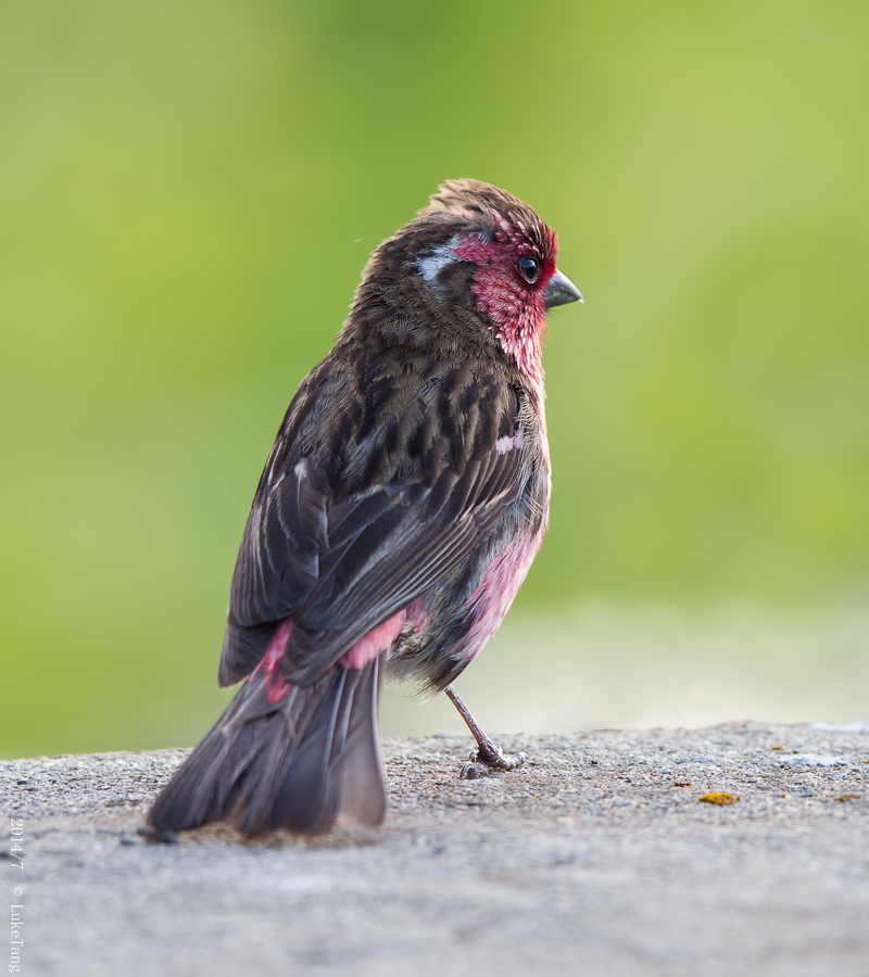 白眉朱雀 White-browed Rosefinch.jpg