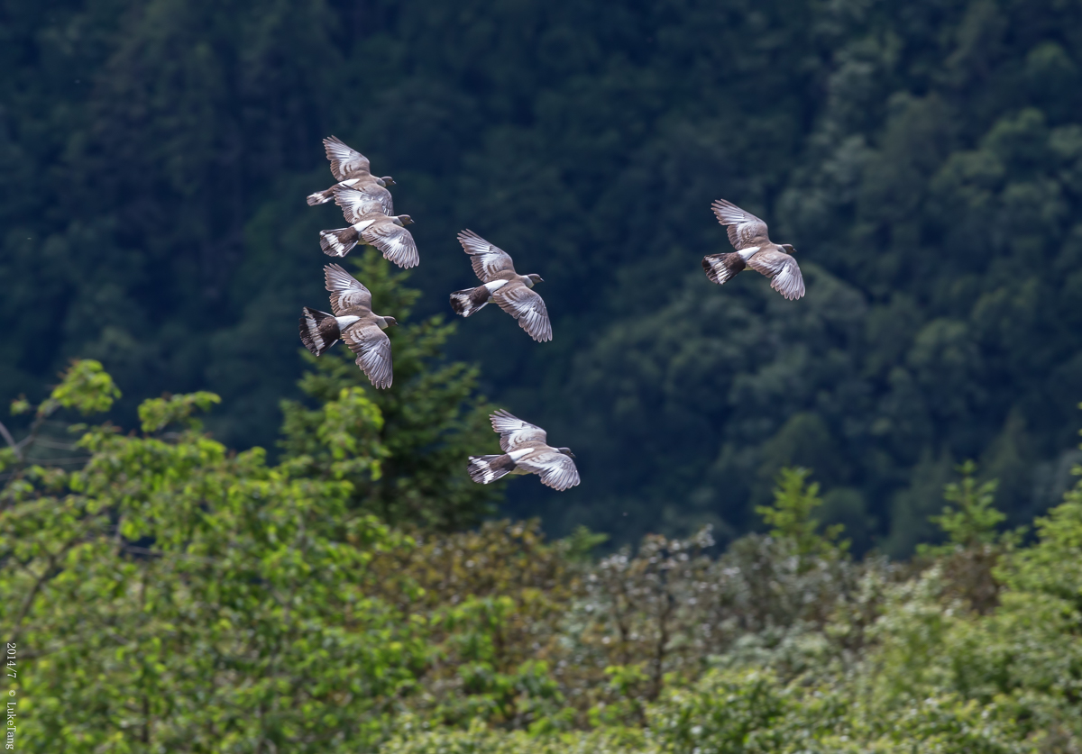 雪鸽 Snow Pigeon.jpg