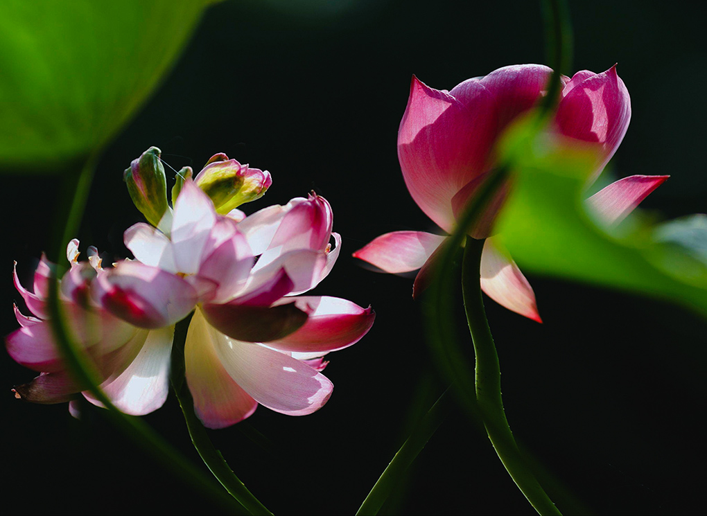 复件 IMG_5423ee.jpg