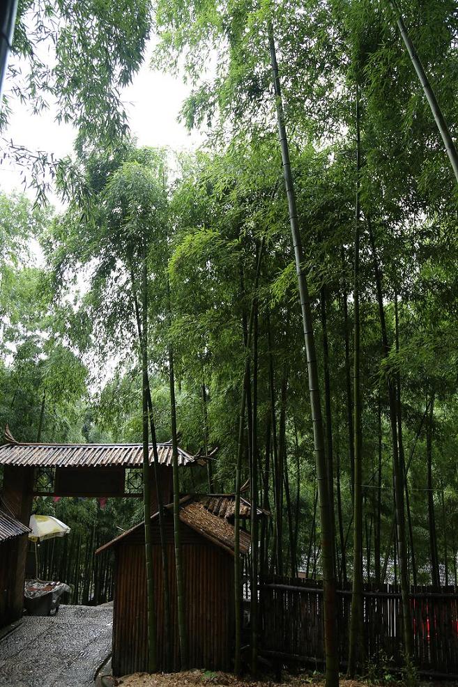 白水黑山绿树 001.jpg