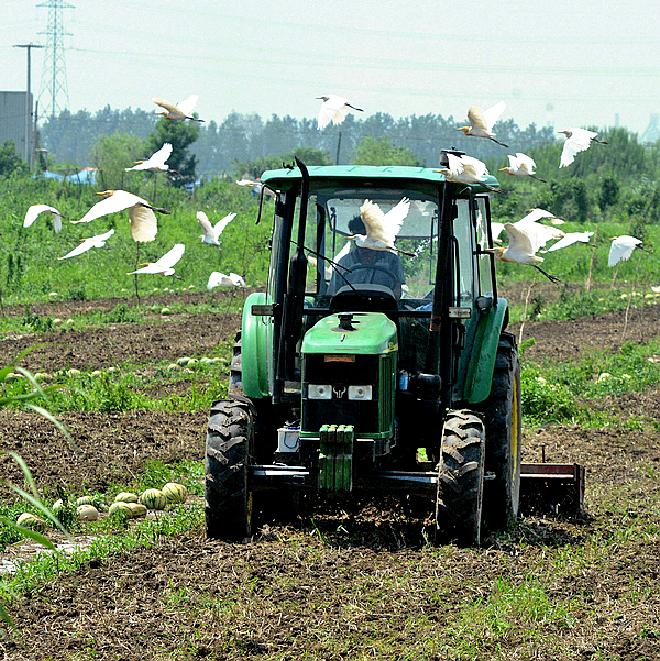 围着拖拉机转的牛背鹭.jpg