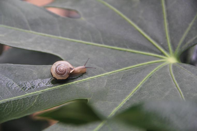 蜗牛.JPG