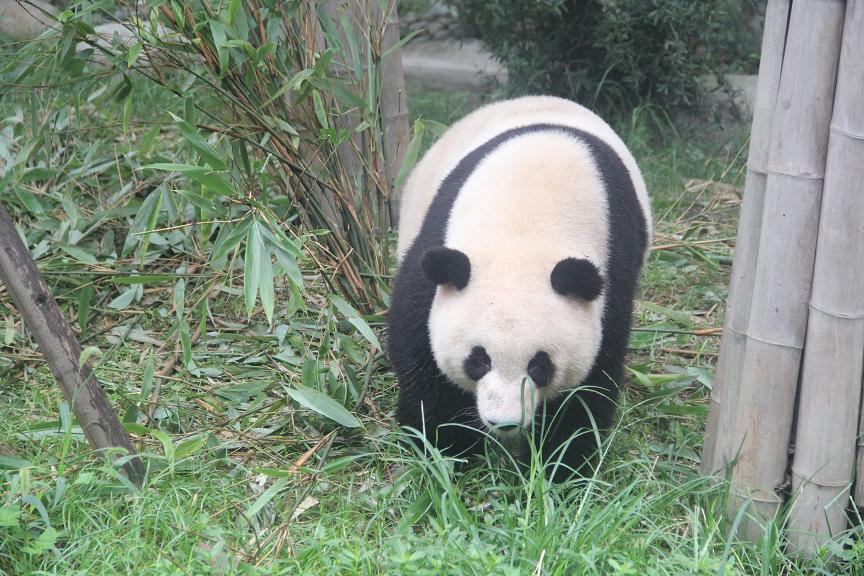 熊猫一.JPG