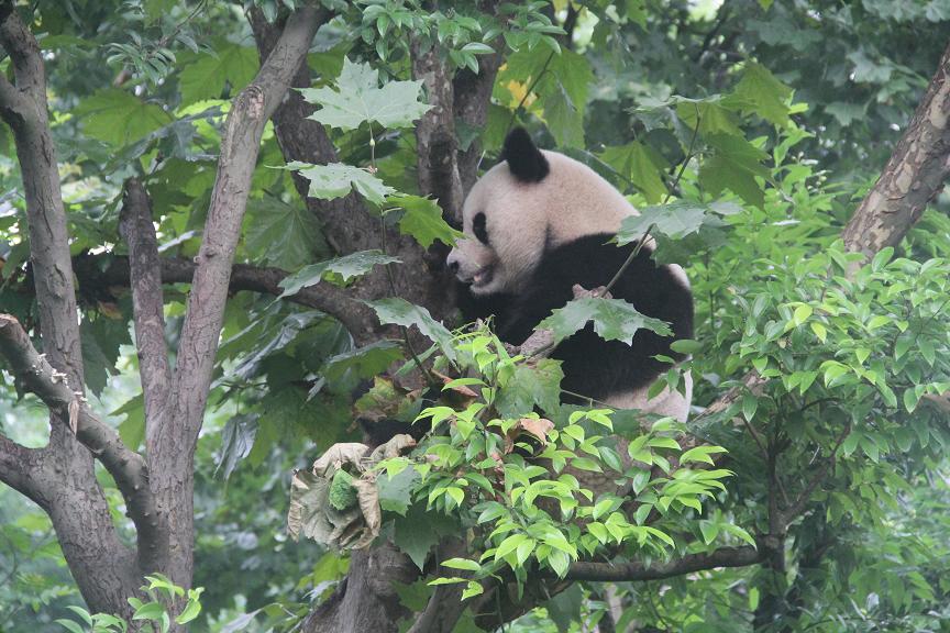 熊猫二.JPG