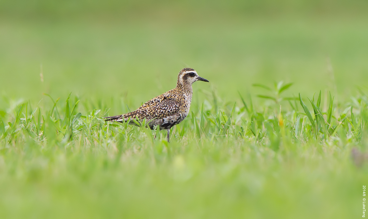 金斑鸻 Pacific Golden Plover.jpg