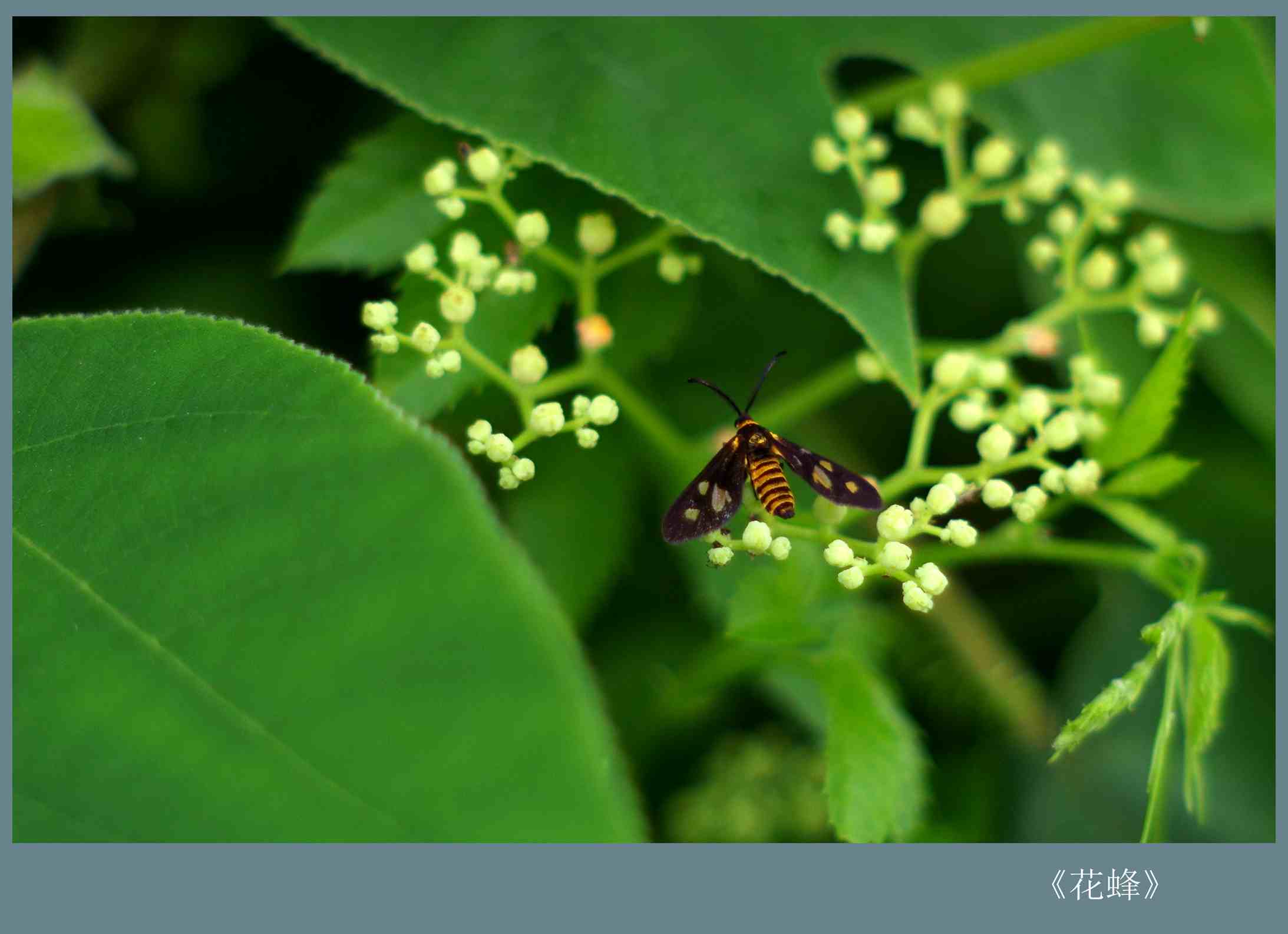 花蜂_副本.jpg