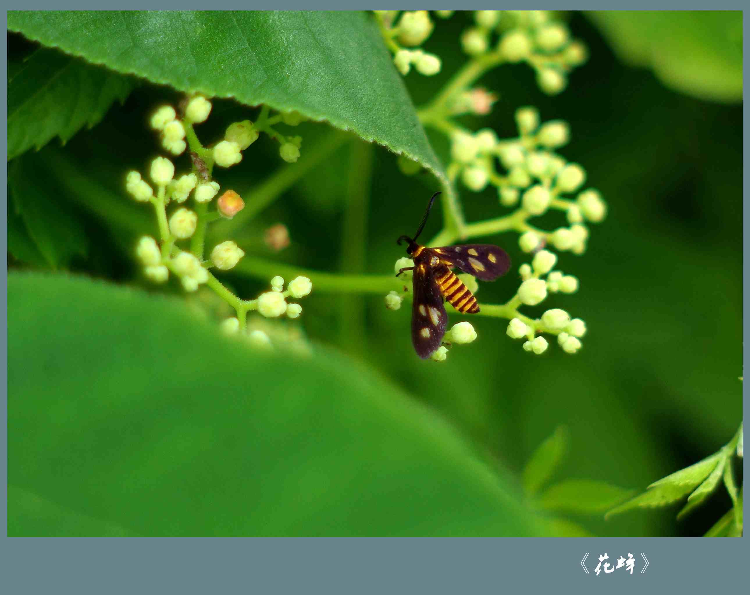 花蜂1_副本.jpg