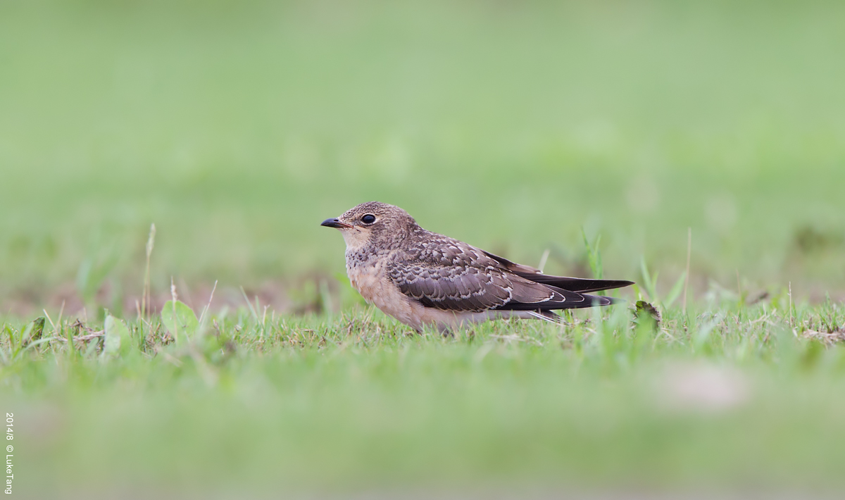 普通燕鸻 Oriental Pratincole-幼鸟.jpg