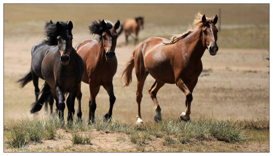 奔马i-内蒙.jpg